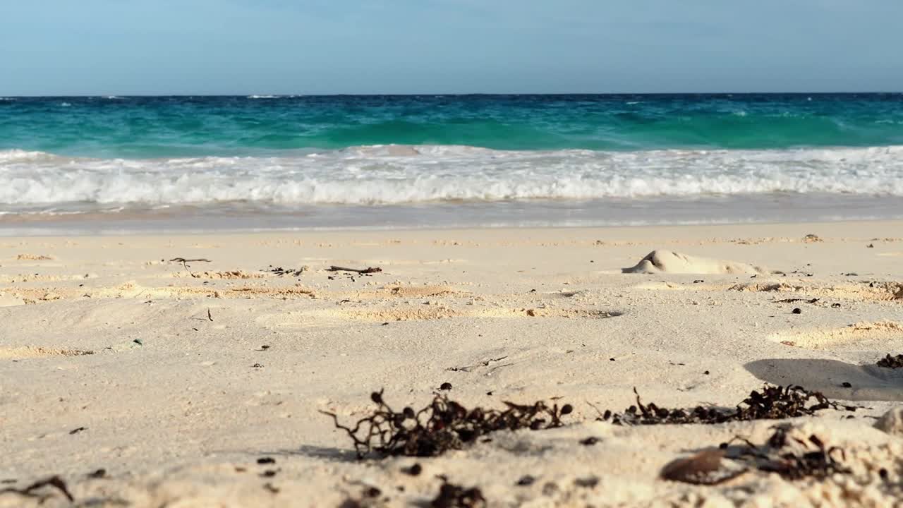 The Portuguese man o' war (Physalia physalis), also known as the man-of-war, is a marine hydrozoan found in the Atlantic Ocean and the Indian Ocean.