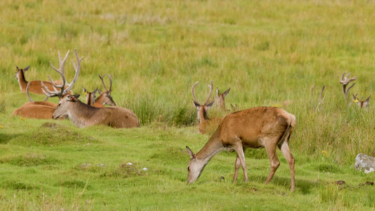 Red deer herd grazes and rests in sunlit Highland meadow, wide shot, natural daylight