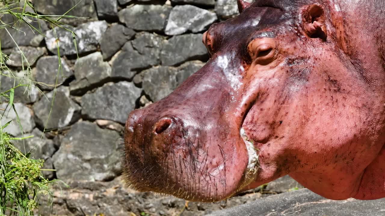 A detailed view of a hippopotamus's face near a stone wall, showcasing its textured skin and natural habitat.