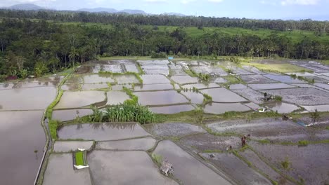 Campos-De-Arroz-Cosechados-Bajo-El-Agua