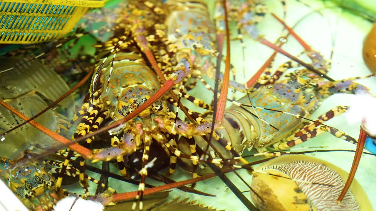 Colorful lobsters in a well-lit market aquarium, showcasing vibrant patterns and lively movement in Phuket, Thailand