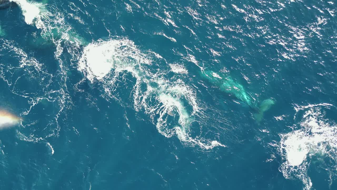 familia de ballenas nadando y migrando juntas en el agua azul del océano, vista aérea de un grupo de ballenas jorobadas en sydney, nsw australia