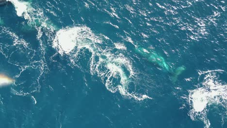 Whale-family-swimming-and-migrate-together-in-the-blue-ocean-water,-Aerial-view-of-a-pod-of-humpback-whales-spouting-in-Sydney,-NSW-Australia