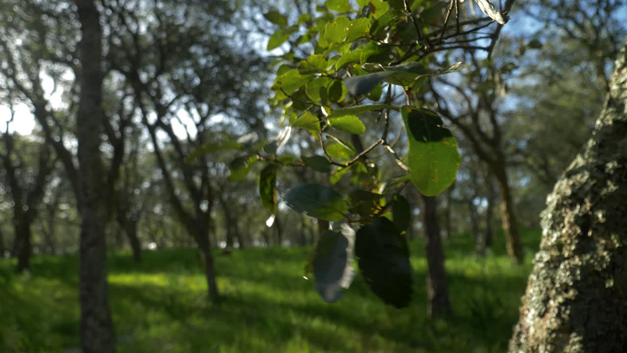 cerca de las hojas contra el sol con árboles en el fondo