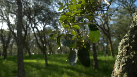 Close up of leaves against the sun with trees in the background