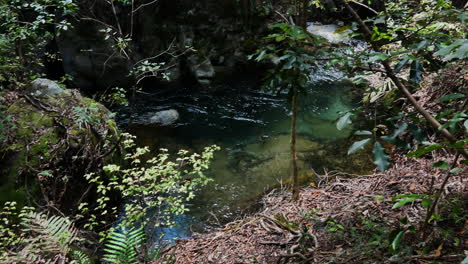 Top-Down-Aufnahme-Des-Ruhig-Fließenden-Tarawera-Flusses,-Umgeben-Von-Grünen,-Dichten-Pflanzen-An-Sonnigen-Tagen-In-Neuseeland