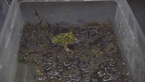 a ceratophrys cranwelli frog eating a mouse