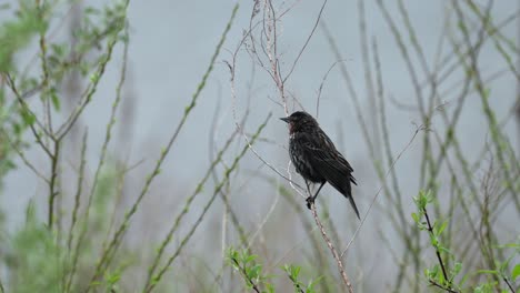 a female red winged blackbird perched on a dead weed on a rainy day.