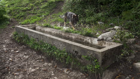 Perro-Pastor-Alemán-Saltando-A-Una-Cuenca-De-Agua---Tiro-Estático