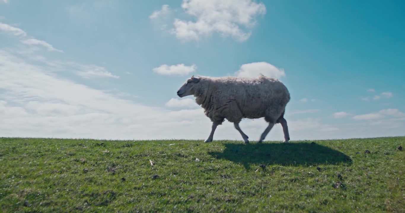 La telecamera si inclina verso l'alto sopra una diga a Sylt, presso il bacino di Rantum. Pecore passano in primo piano, rivelando una vista panoramica del vasto Mare dei Wadden. Perfetto per riprese di natura e viaggi.
