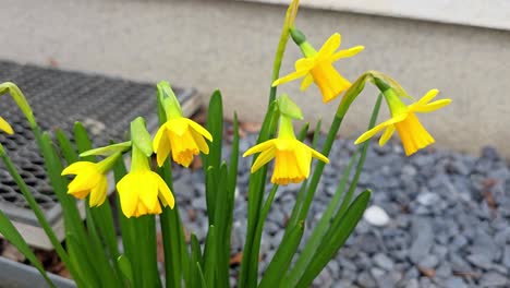 narcisos amarillos en primavera en el sauerland