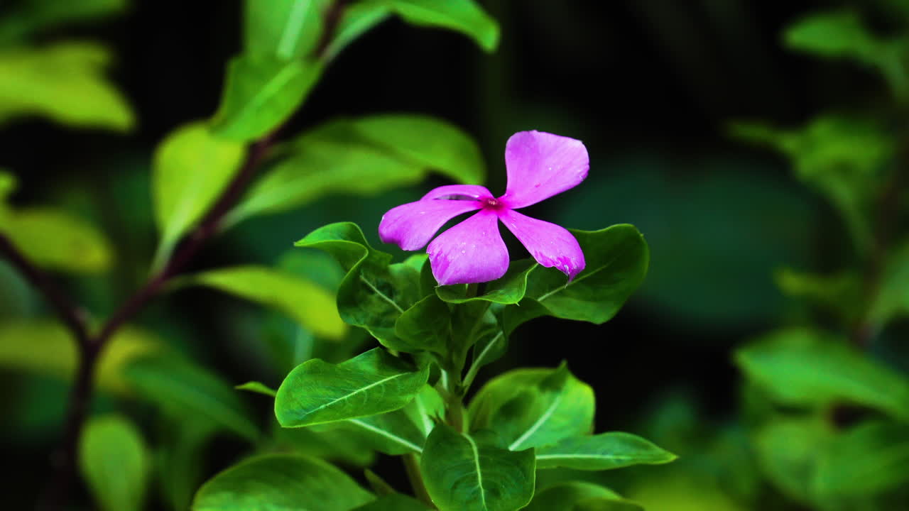 Fiore di pervinca del Madagascar rosa scuro nel giardino