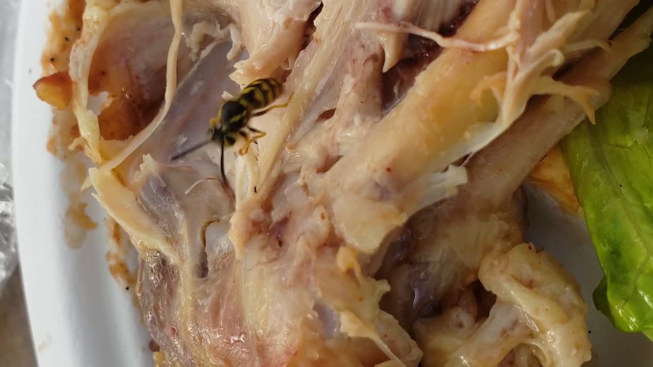 4k vertical desde el teléfono samsung s9, agresiva chaqueta amarilla hambrienta tratando de arrancar un trozo de carne de un trozo de pollo en un plato de picnic, disparado a 60 fps, exportado a 24 fps