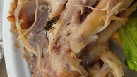 4k vertical from samsung s9 phone, aggressive hungry yellow jacket trying to tear a piece of meat from a piece of chicken on a picnic plate, shot at 60fps, exported at 24fps