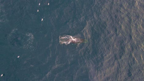 Seabirds-Flying-Over-Humpback-Baleen-Whale-Breathing-And-Blowing-Water---Whale-Watching-At-Bondi-Beach,-NSW,-Australia