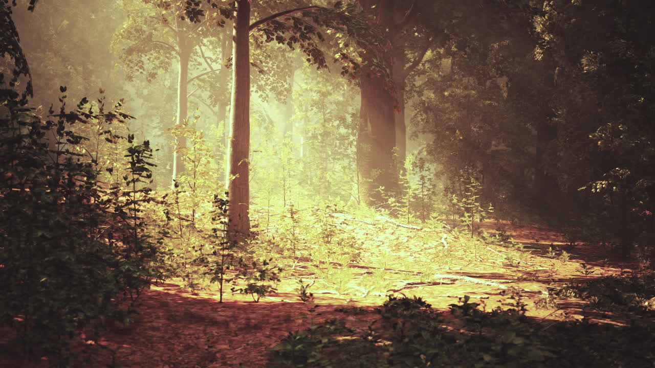 나무 를 통해 빛 을 필터링 하는 조용 한 숲 장면