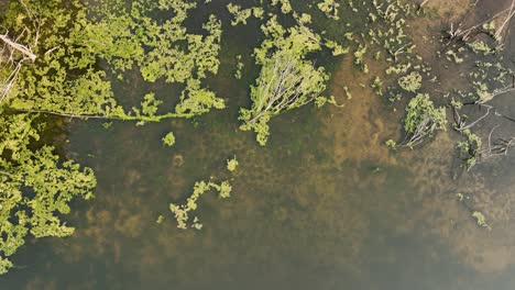 lush algae blooms on a marshy portion of a lake