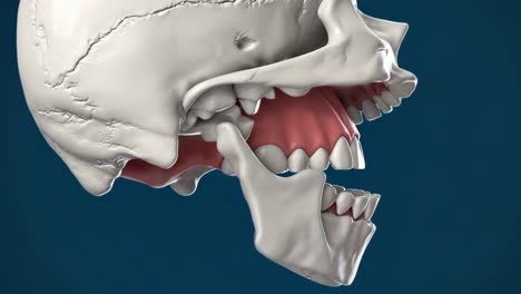 3d model of human skull and jaw with teeth