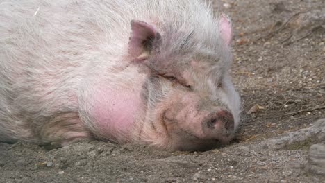 Close-up-of-fat-mini-pig-sleeping-peacefully-on-a-farm-in-Sweden