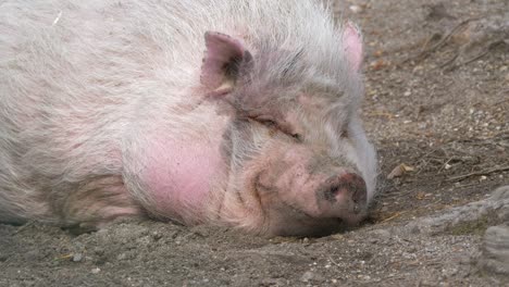 close up of fat mini pig sleeping peacefully on a farm in sweden