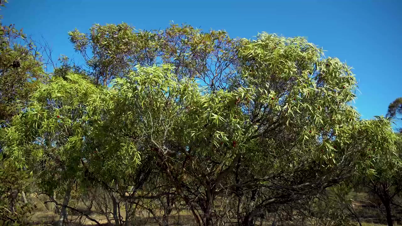 Vildt persikoträd i vinden, Södra Australien
