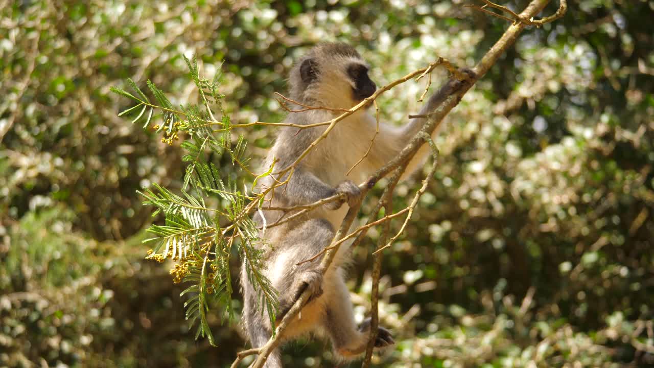 Scimmia Vervet appesa a un ramo d'albero