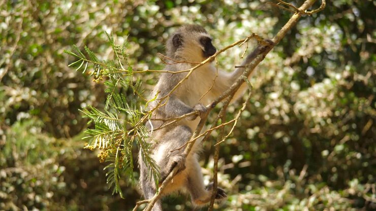 Scimmia Vervet appesa a un ramo d'albero