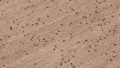 Aerial top-down overview of post-harvest fields in Etchilhampton, UK, with visible tractor tracks and open farmland as dark bird crows gather and sit on field