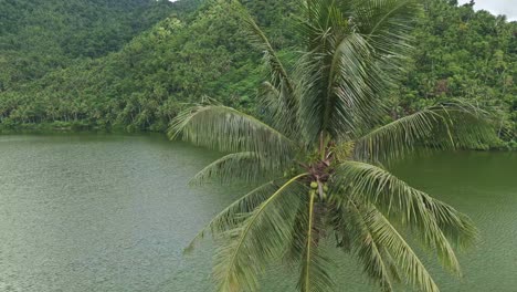 Toma-Aérea-De-Un-Dron-Rodeando-Una-Gran-Palmera-Junto-Al-Lago-Mahucdam-En-Surigao-Del-Norte,-Filipinas