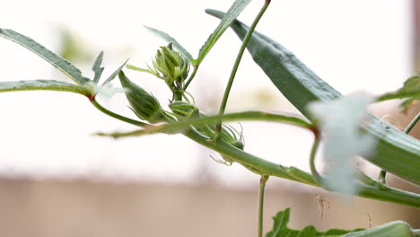 closeup of a lady finger plant in a farm