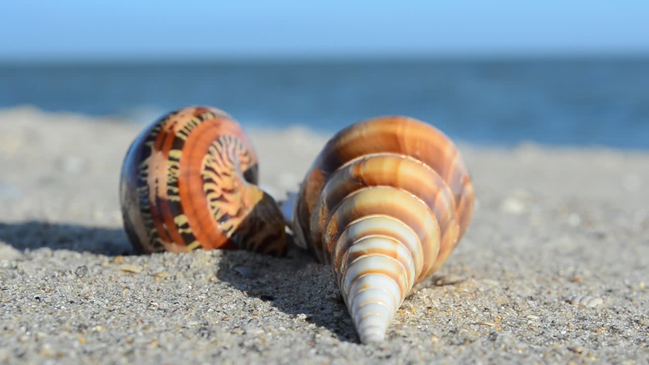 Conchas de berberecho sobre la arena con las olas de fondo. Grabación en la playa
