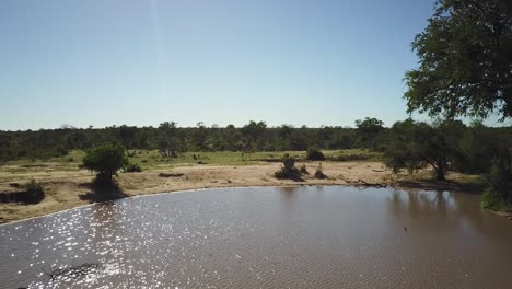 A-drone-shot-of-a-Giraffe-at-a-dam-in-the-wild-on-safari-in-a-hot-afternoon-in-Africa