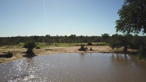 Un-Dron-Disparó-A-Una-Jirafa-En-Una-Presa-En-La-Naturaleza-En-Un-Safari-En-Una-Calurosa-Tarde-En-África