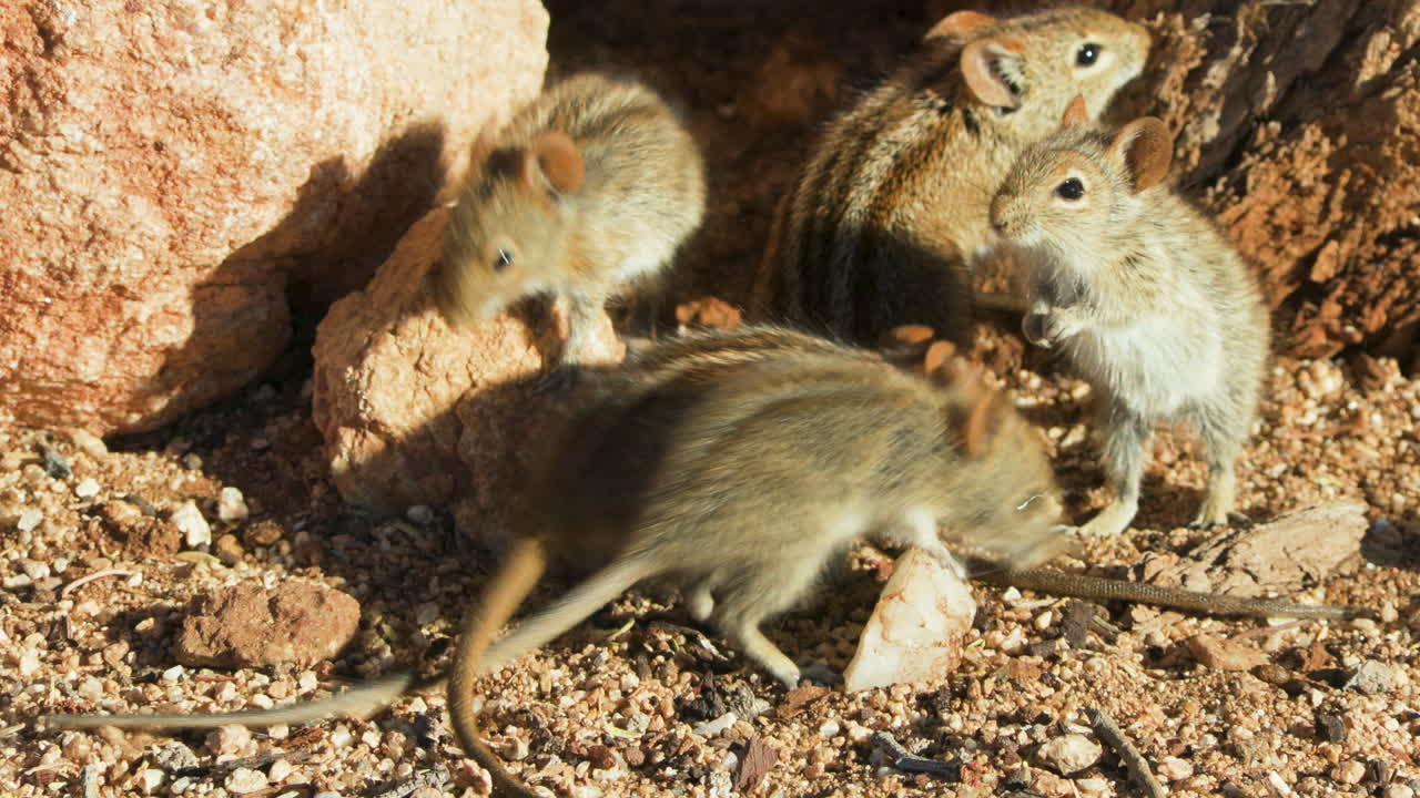 Five four-striped grass mice on sandy ground. One of the rodents leaves the frame to the right, another climbs onto a rock, then briefly returns to the group and also leaves the picture