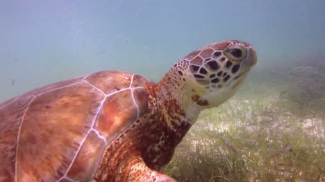 tortuga 36