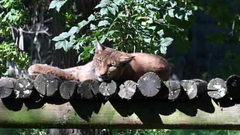 a lynx is lying on wooden logs, mammal in a zoo