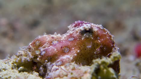 tiny poisonous blue ringed octopus clings to sandy tropical coral reef bottom