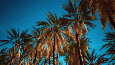 palmeras de coco en el cielo azul