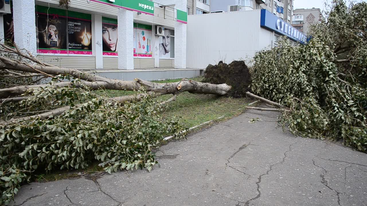 The blocked road the fallen trees. Shooting during a wind