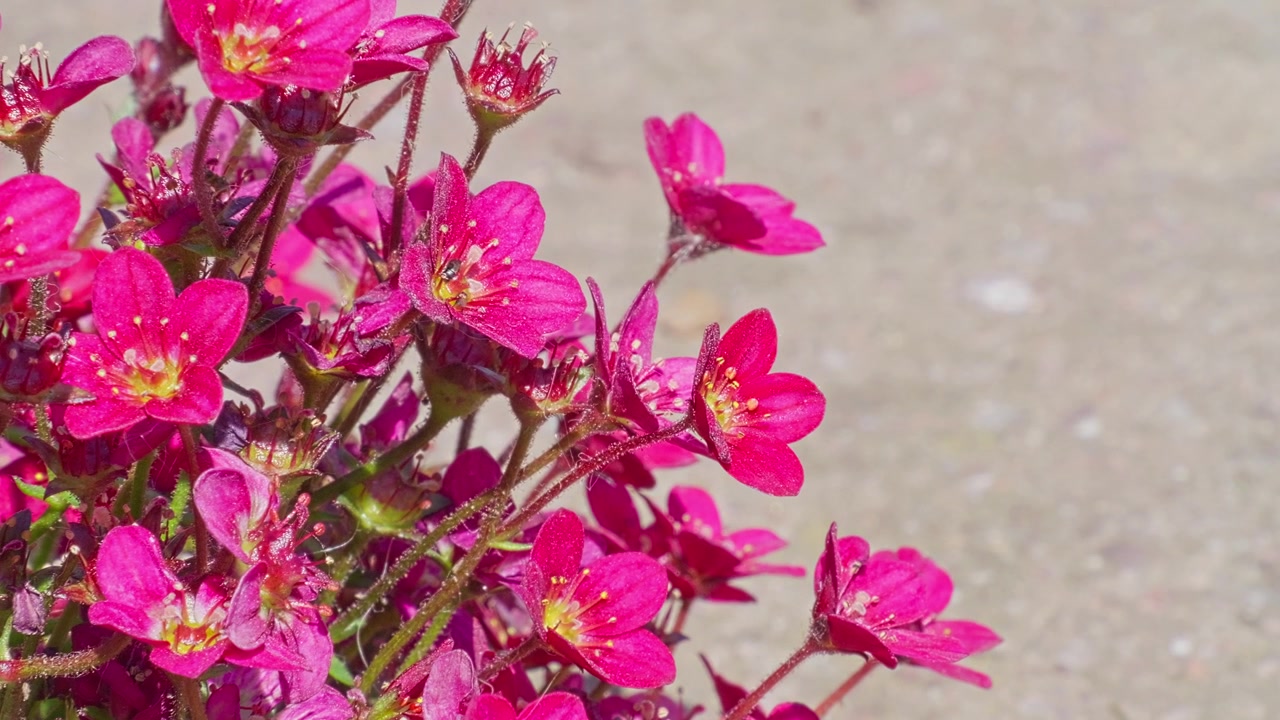 Vibrant pink blossoms bloom in clusters. Petals glow with rich hue and delicate texture. Stems lean slightly, anchored in soft earth. Sunlight highlights edges, casting gentle shadows