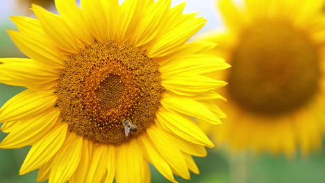 industrious bee covered with yellow pollen crawls by the flower. beautiful sunflowers at blossom close up. blurred backdrop.