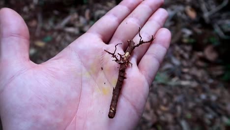 Close-up-shot-of-turmeric-stained-hands-holding-raw-cinnamon-on-a-spice-tour