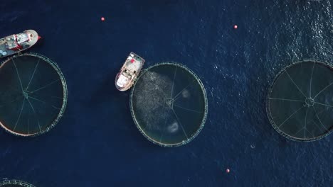 Boats-feeding-fish-aerial-view-fields