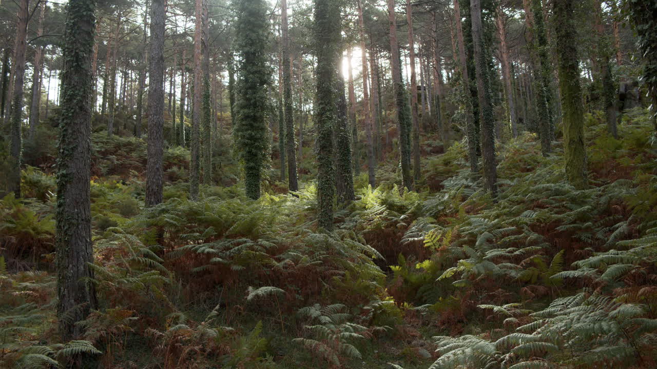 tiro inclinado hacia arriba de viejos árboles cubiertos de musgo en un bosque en geres, portugal