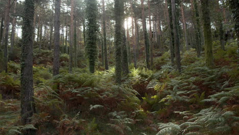 Tilt-up-shot-of-old-mossy-trees-in-a-forest-in-Geres,-Portugal