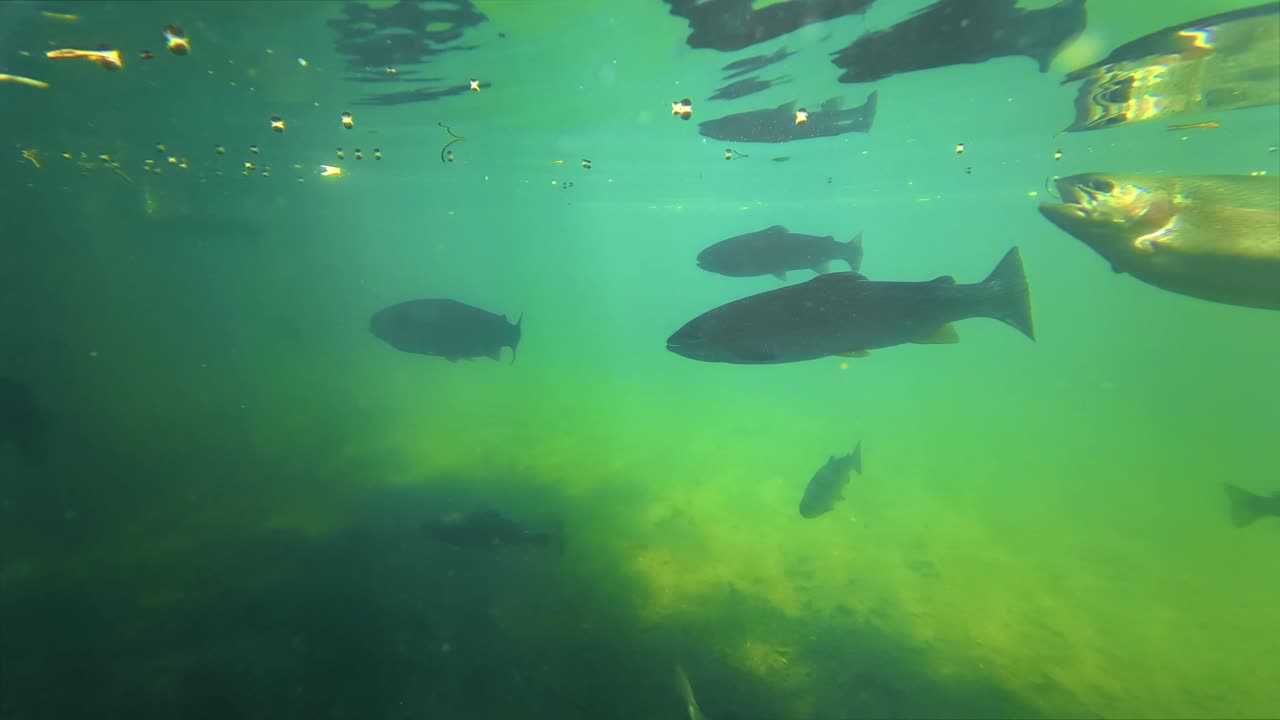 Submerged camera tracks trout as they rise to the surface to feed, silhouettes rippling against the green water and mirror-like reflections above