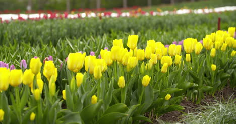 Tulpenplantage-In-Der-Niederländischen-Landwirtschaft-24