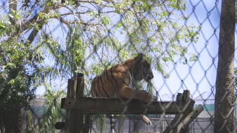 Bengal-Tiger-Liegt-Auf-Einem-Dynamischen,-Sich-Bewegenden-Aufnahmezaun-Der-Plattform