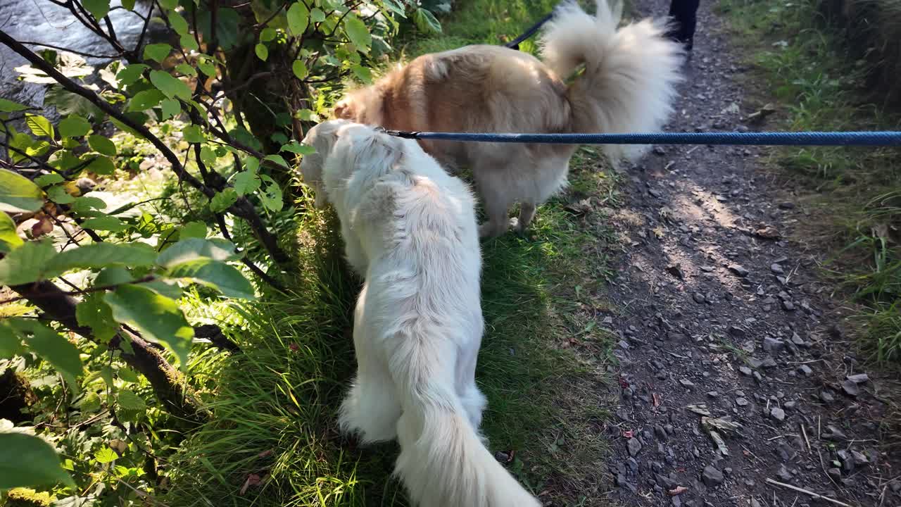 Two dogs walking on a path, sniffing near foliage, connected to leashes