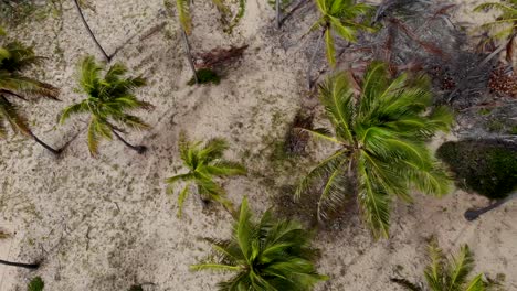 vuelo de drones hacia arriba sobre cocoteros